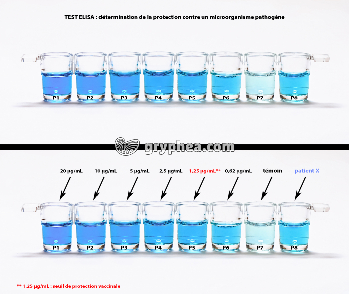 Test Elisa - réaction antigène-anticorps - gryphea.org